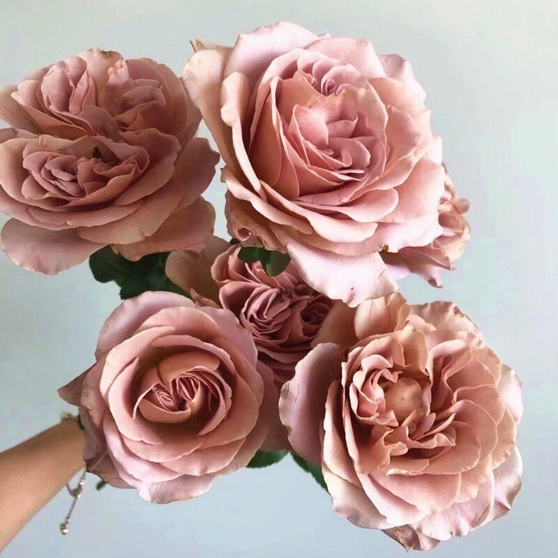 Cluster of Caffe Latte roses in full bloom, warm beige and blush coffee tones with gentle light reflection.