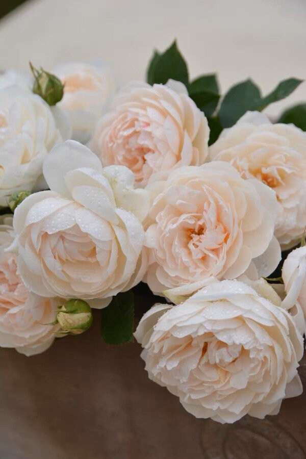 Lapin Rose - Kate Roses