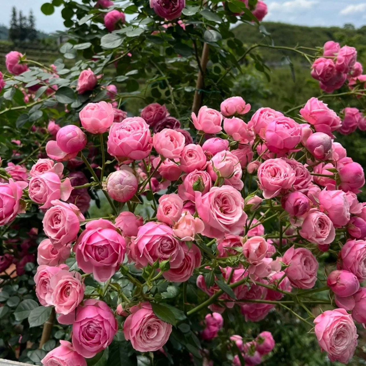 Pomponella climbing rose with clusters of deep pink pompon-shaped blooms, healthy glossy leaves, and strong stems from Kate Roses.
