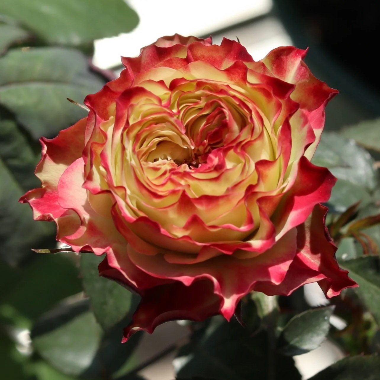 Apple Jack Rose - Kate Roses