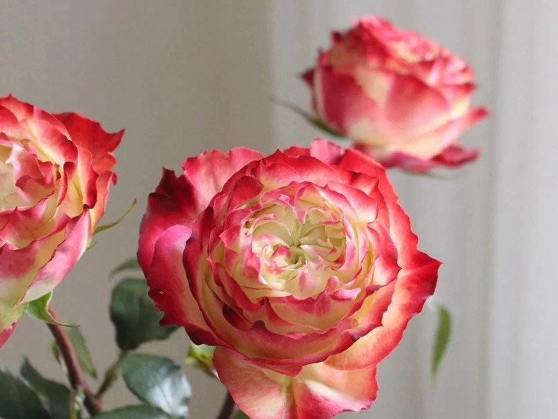 Apple Jack Rose - Kate Roses