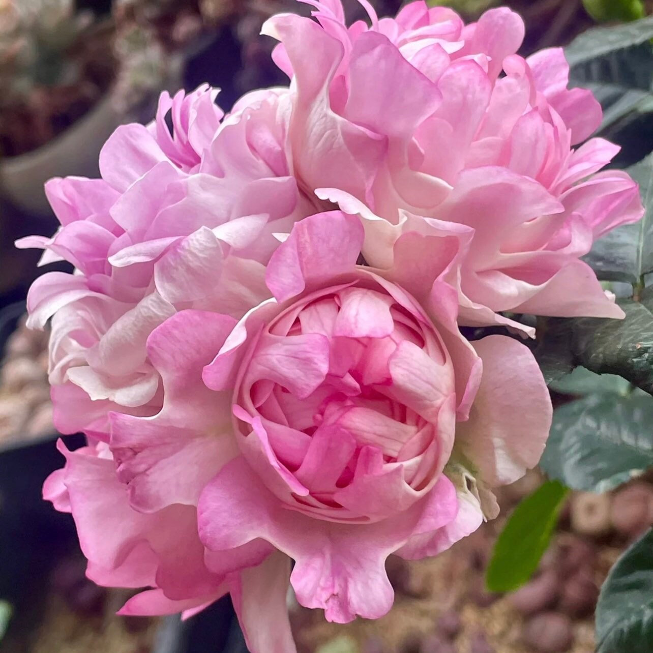 Sea Anemone Rose - Kate Roses