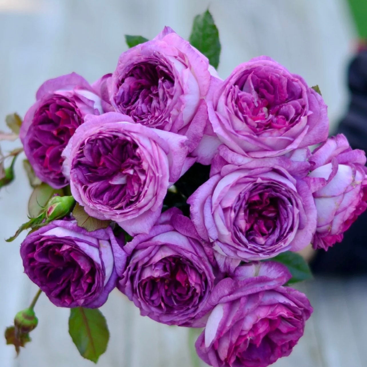 Thierry Marx Rose - Kate Roses