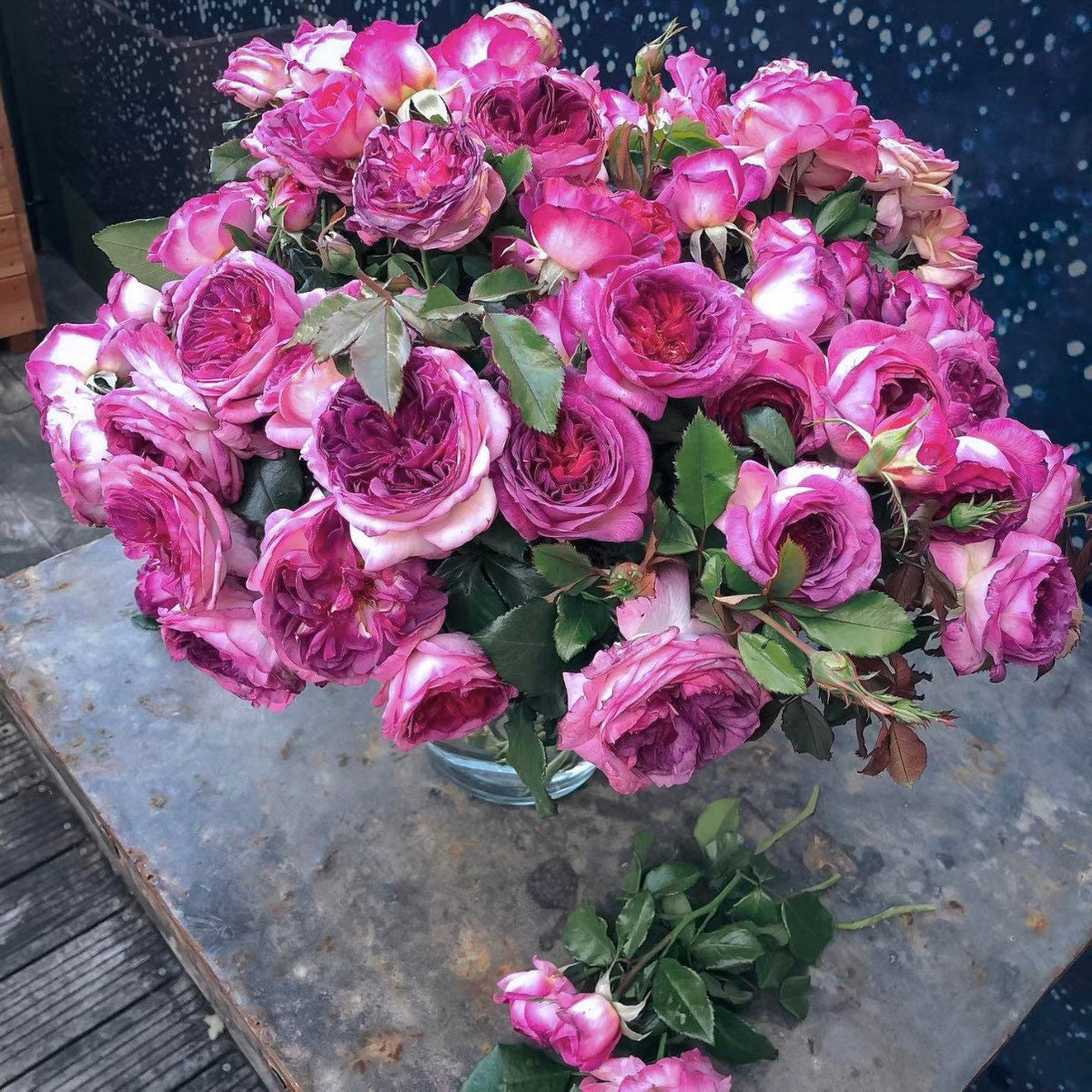 Thierry Marx Rose - Kate Roses