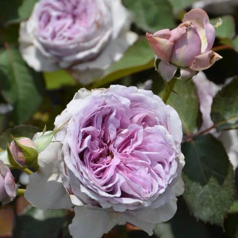 Lilas lavender shrub rose with full ruffled blooms and deep purple centers, fragrant and elegant rose from Kate Roses.