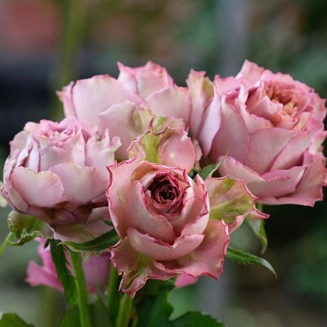 Tenatur Rose - Kate Roses