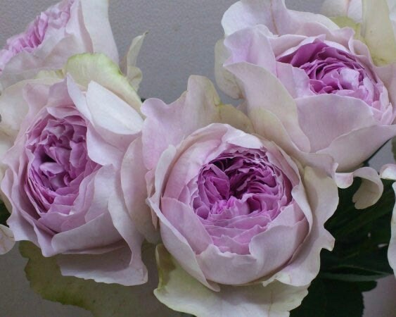 Yves Sion Rose - Kate Roses