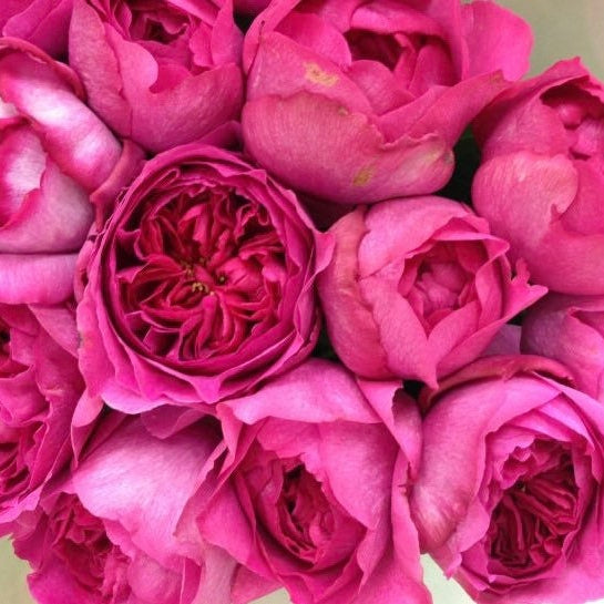 Yves Rosette Rose - Kate Roses