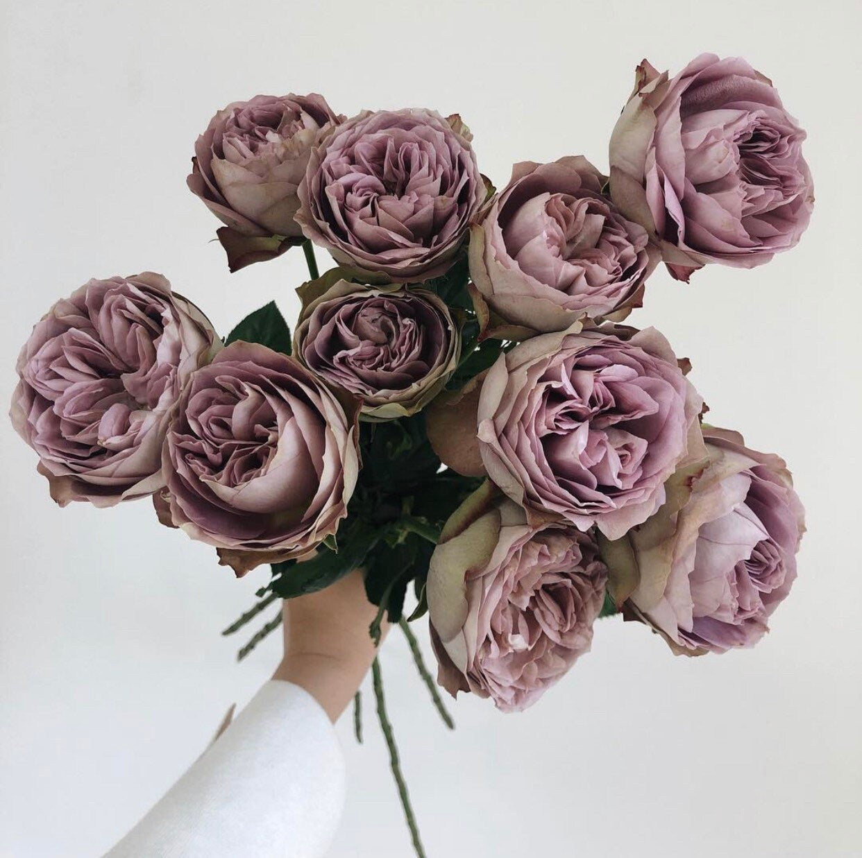 Solfa Rose - Kate Roses