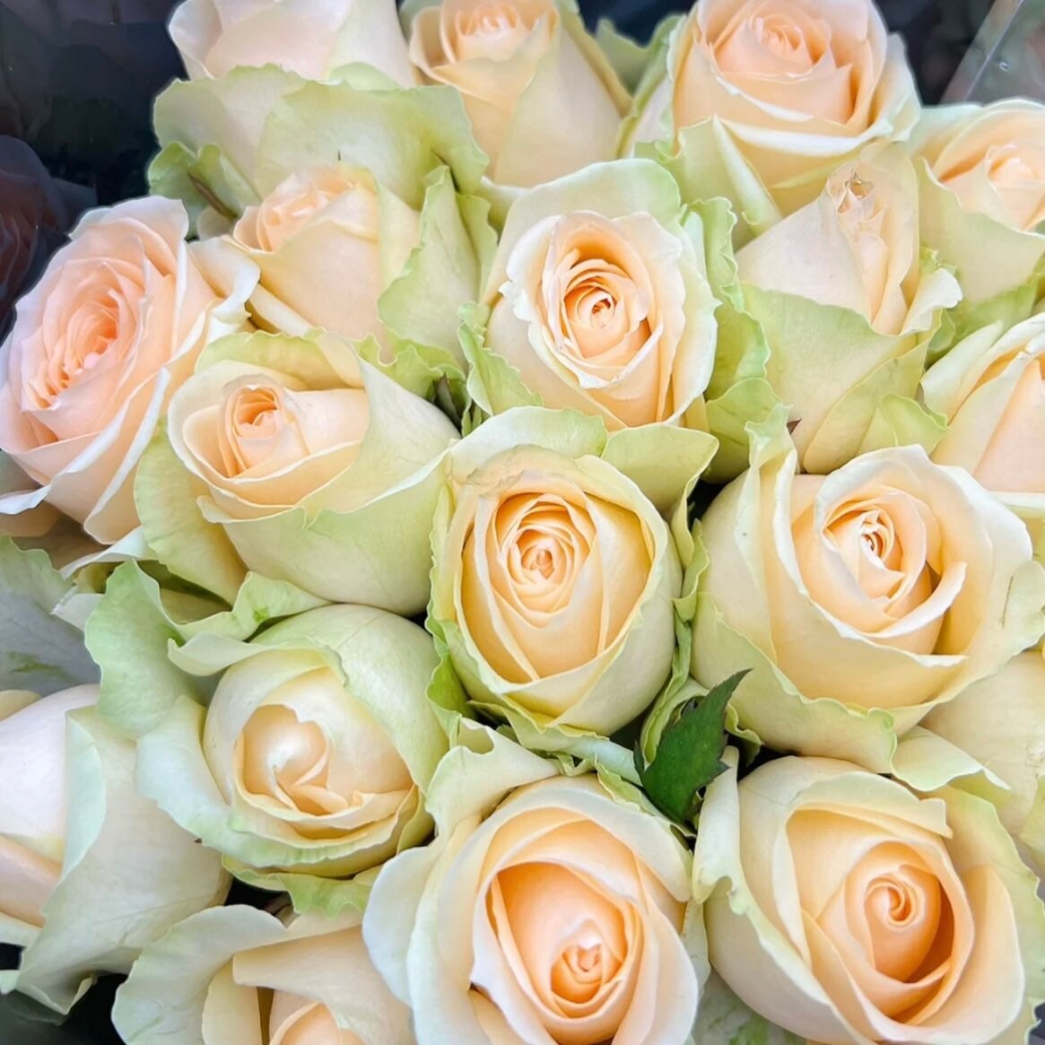 Peach Avalanch Rose - Kate Roses