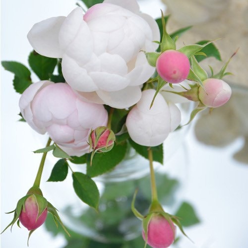 Lapin Rose - Kate Roses