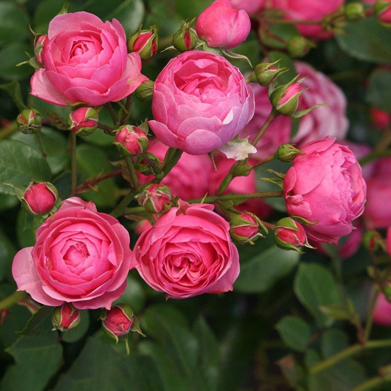 Close-up of Pomponella rose bloom showing tightly layered pink petals forming a rounded rosette shape.