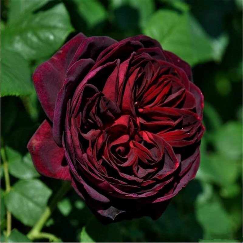 Black Caviar roses arranged in a bouquet, showcasing luxurious deep red blooms with gradient tones and intense fragrance.