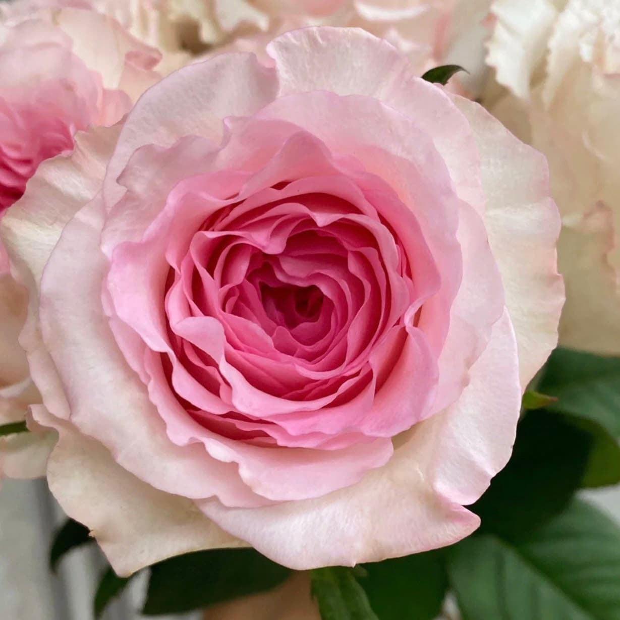 Luo Shen Rose - Kate Roses