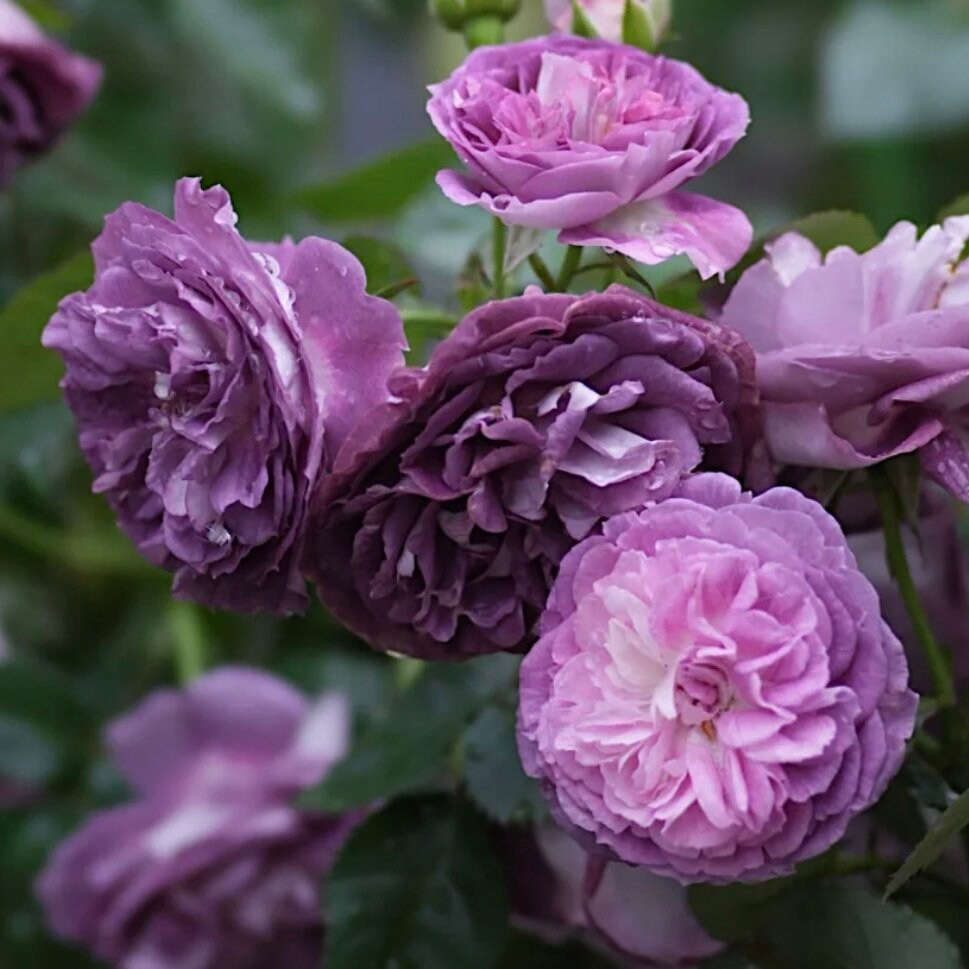 Rinaldo Rose - Kate Roses