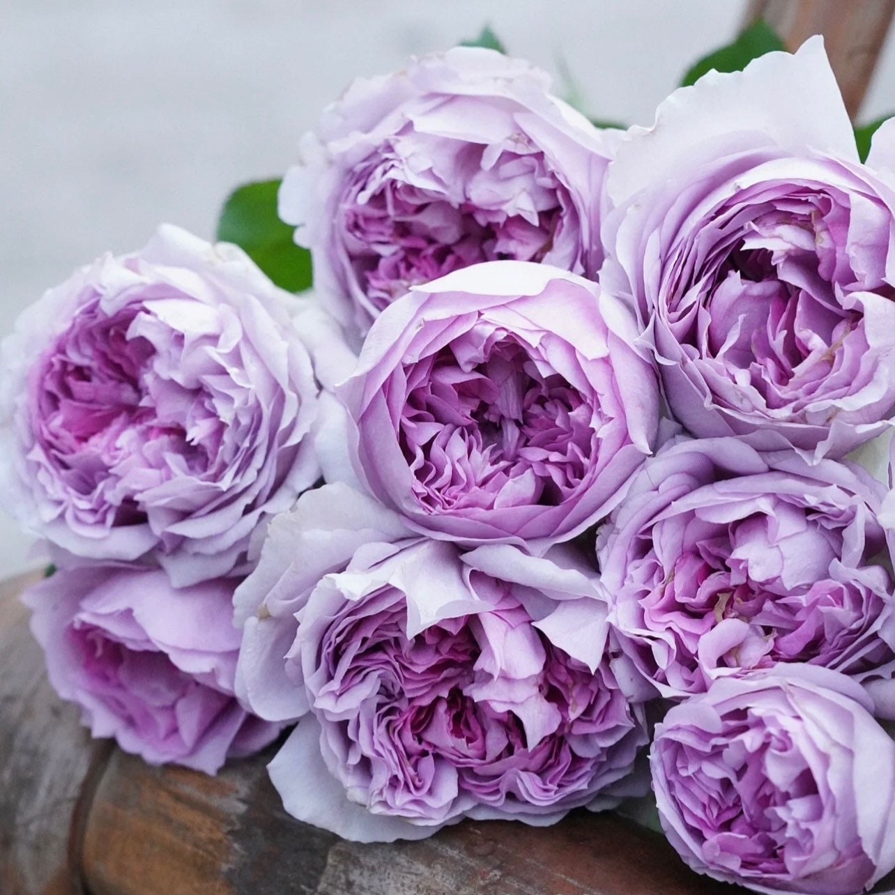 Bouquet of Lilas roses featuring lavender and purple hues, perfect cut flower with long vase life and sweet scent.