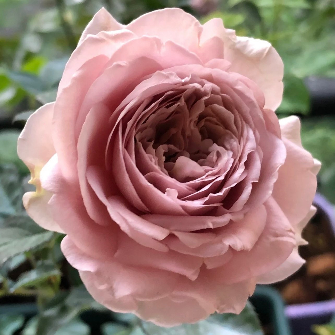 Charity Towa Rose - Kate Roses