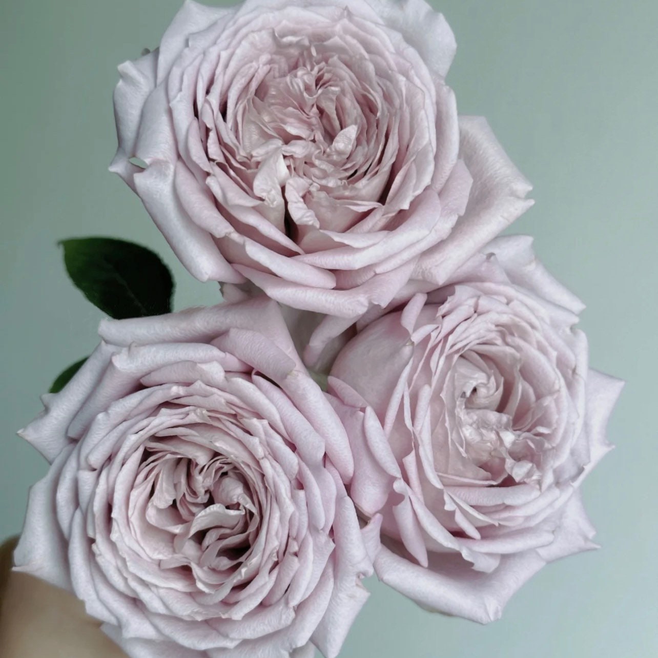 Charity Towa Rose - Kate Roses