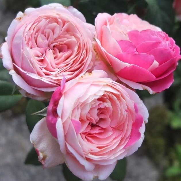 Tamaki Rose - Kate Roses