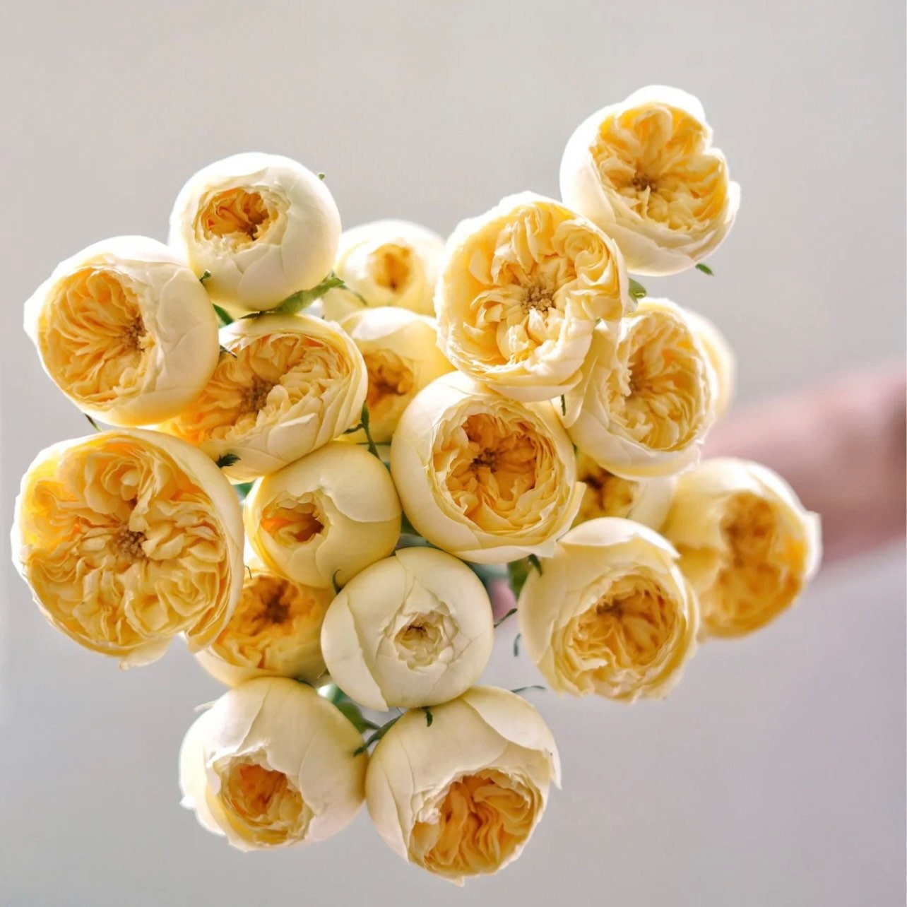 Catalina Rose - Kate Roses