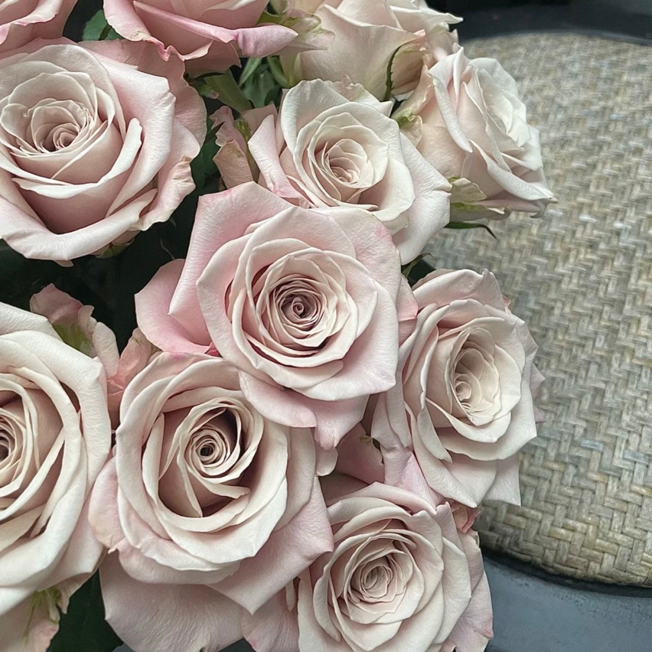 Menta Rose - Kate Roses