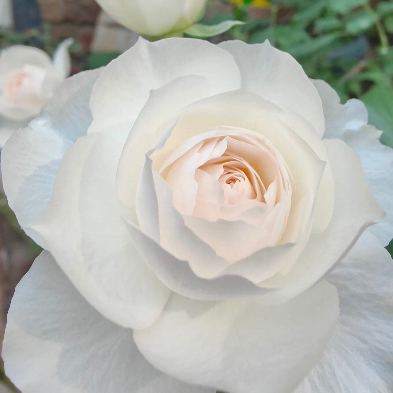 Shizuku Rose - Kate Roses