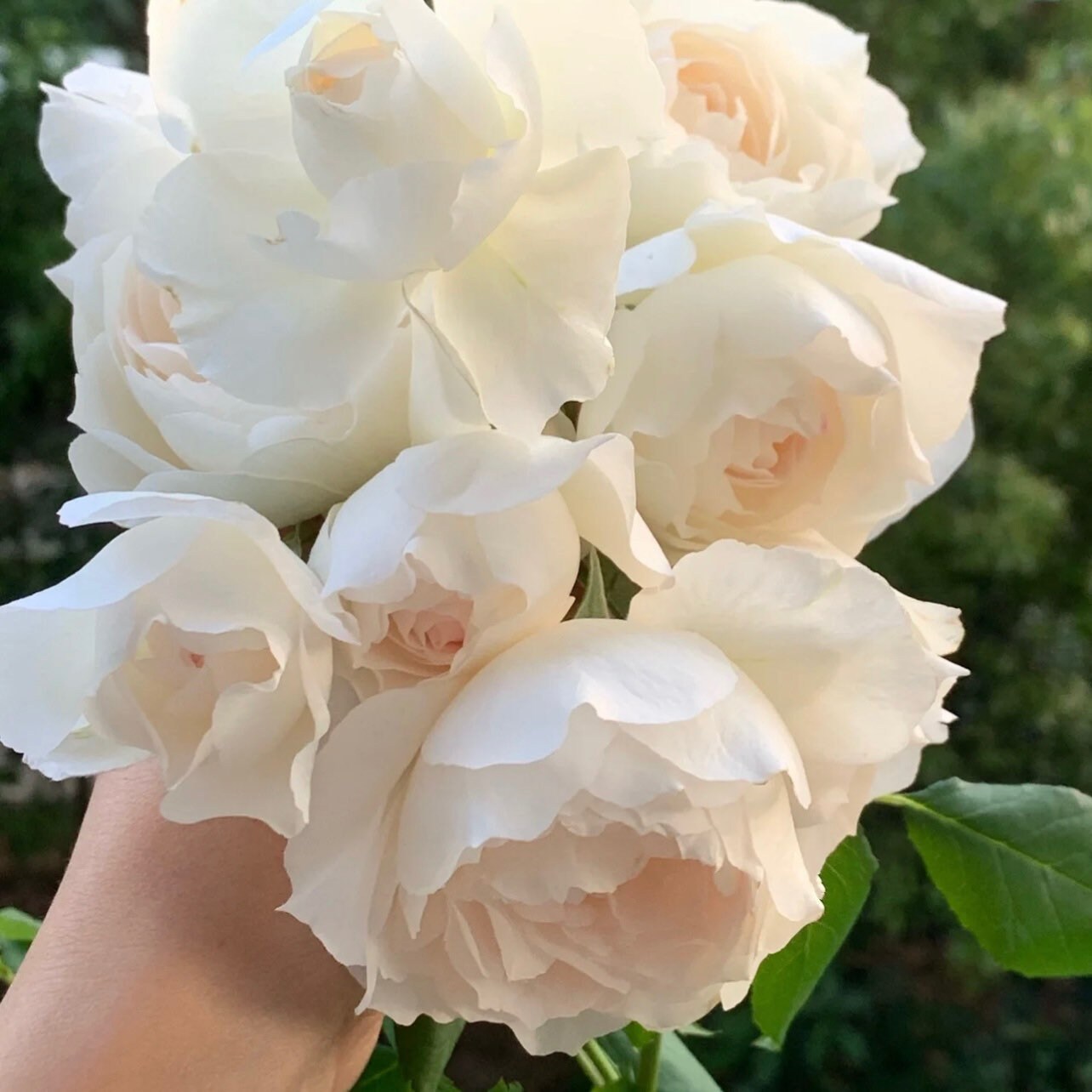 Shizuku Rose - Kate Roses