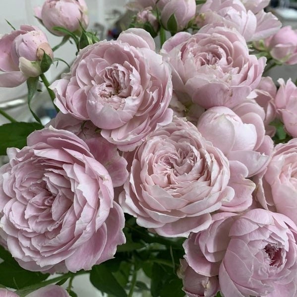 Roselyne Rose - Kate Roses