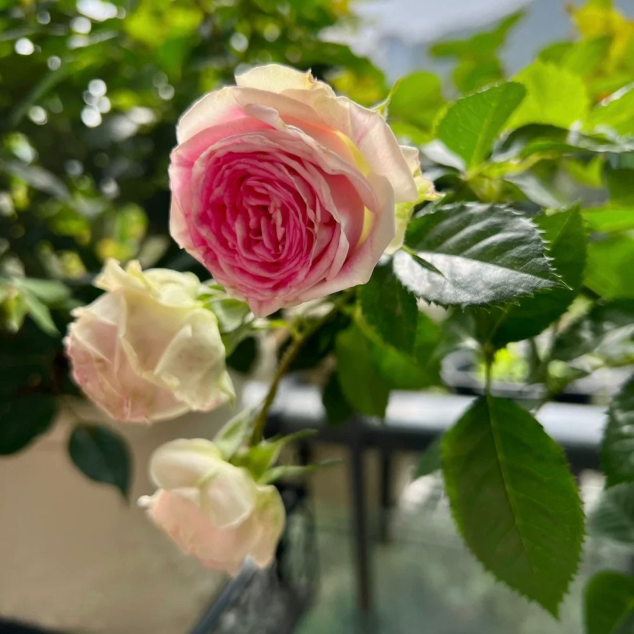 Ice Cream Rose - Kate Roses