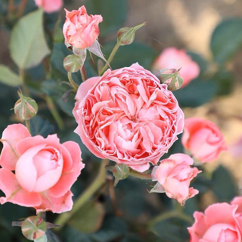 Xia Ri Hua Huo Rose - Kate Roses