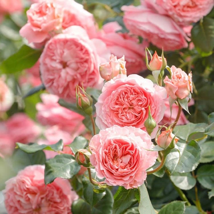 Xia Ri Hua Huo Rose - Kate Roses