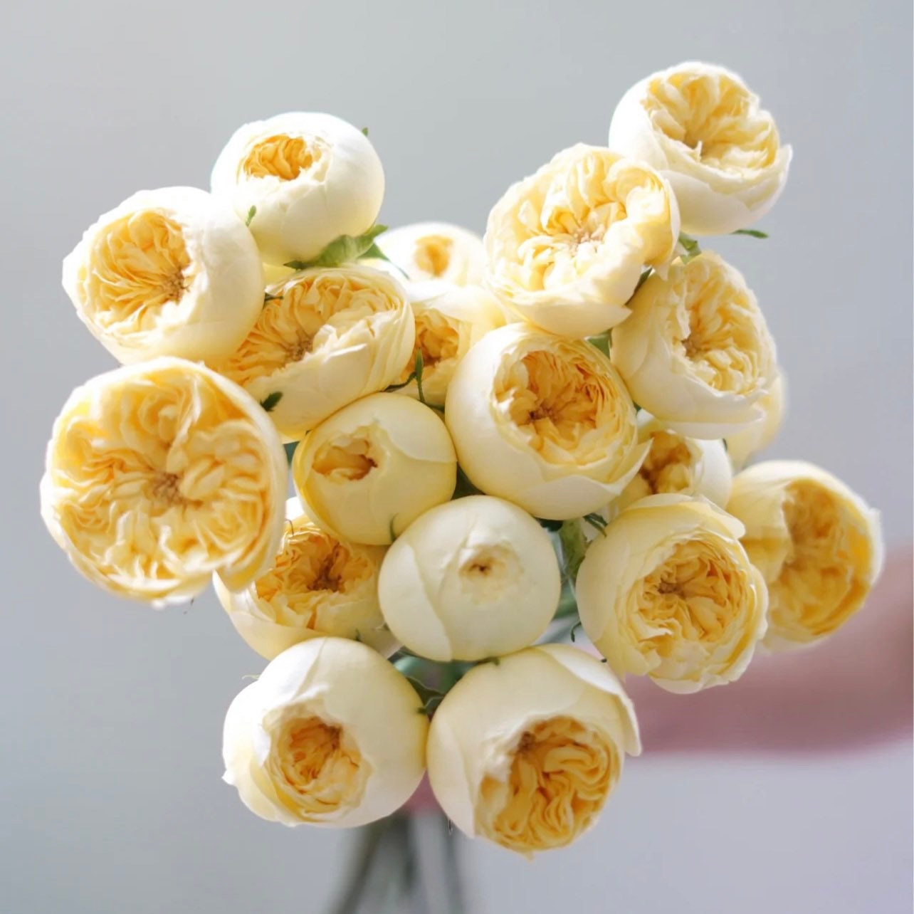 Catalina Rose - Kate Roses