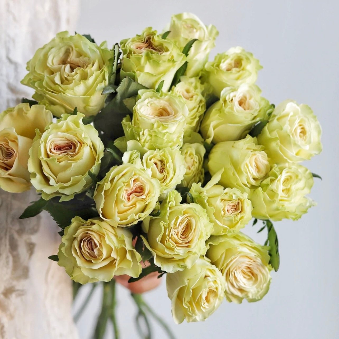 Liu Li Cui Rose - Kate Roses