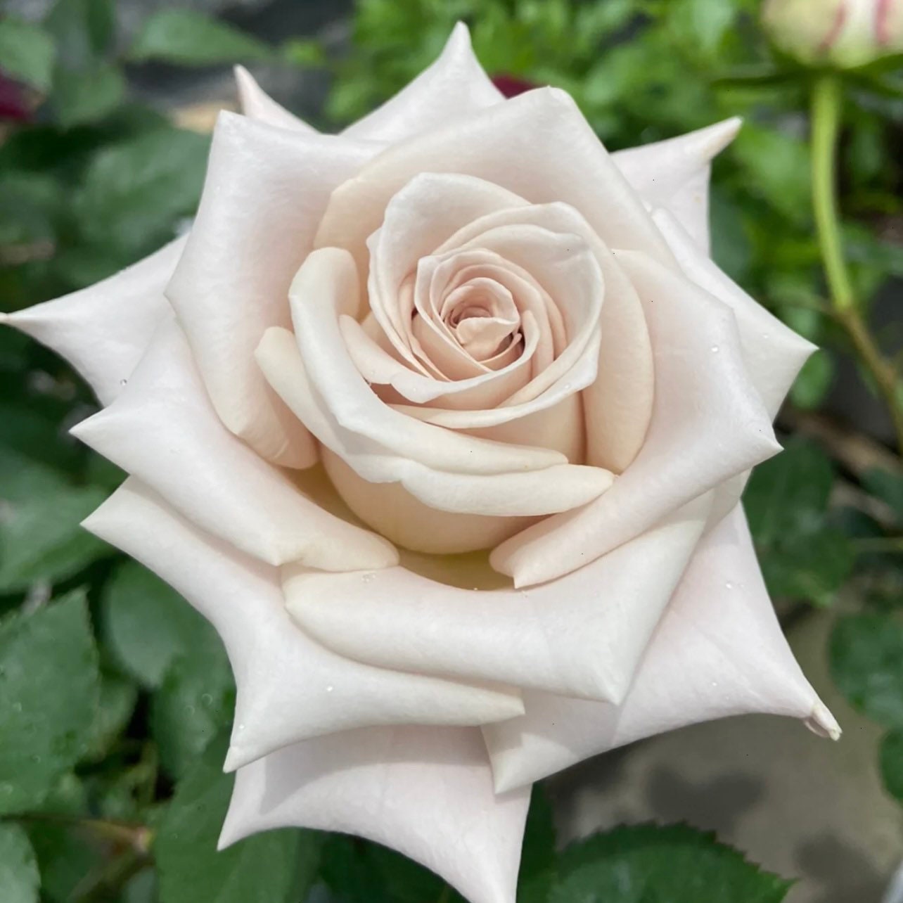 Menta Rose - Kate Roses