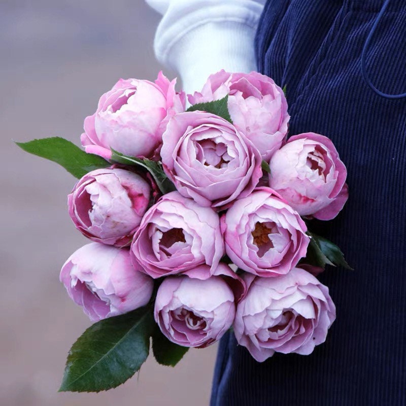 Boule de Parfum Rose - Kate Roses