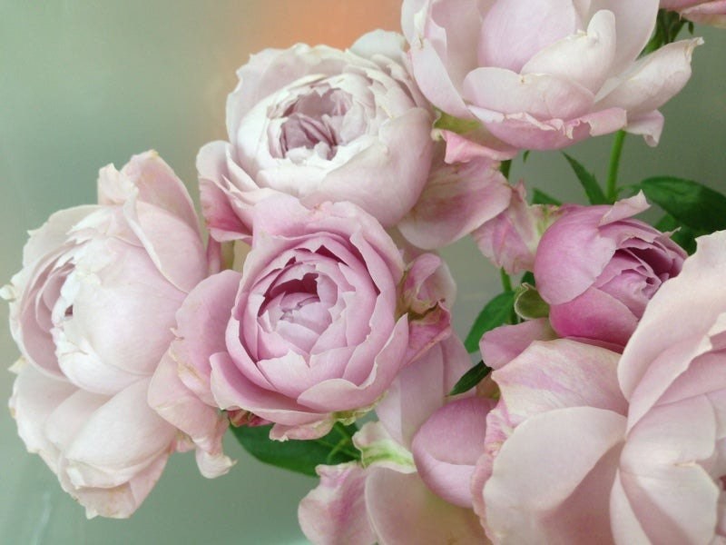 Roselyne Rose - Kate Roses