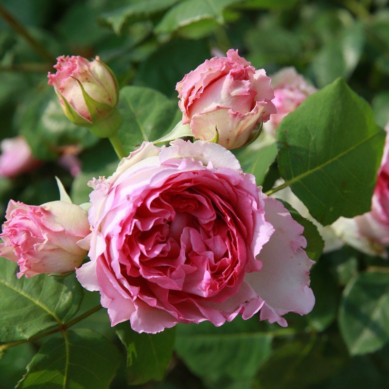 Luo Yi Rose - Kate Roses