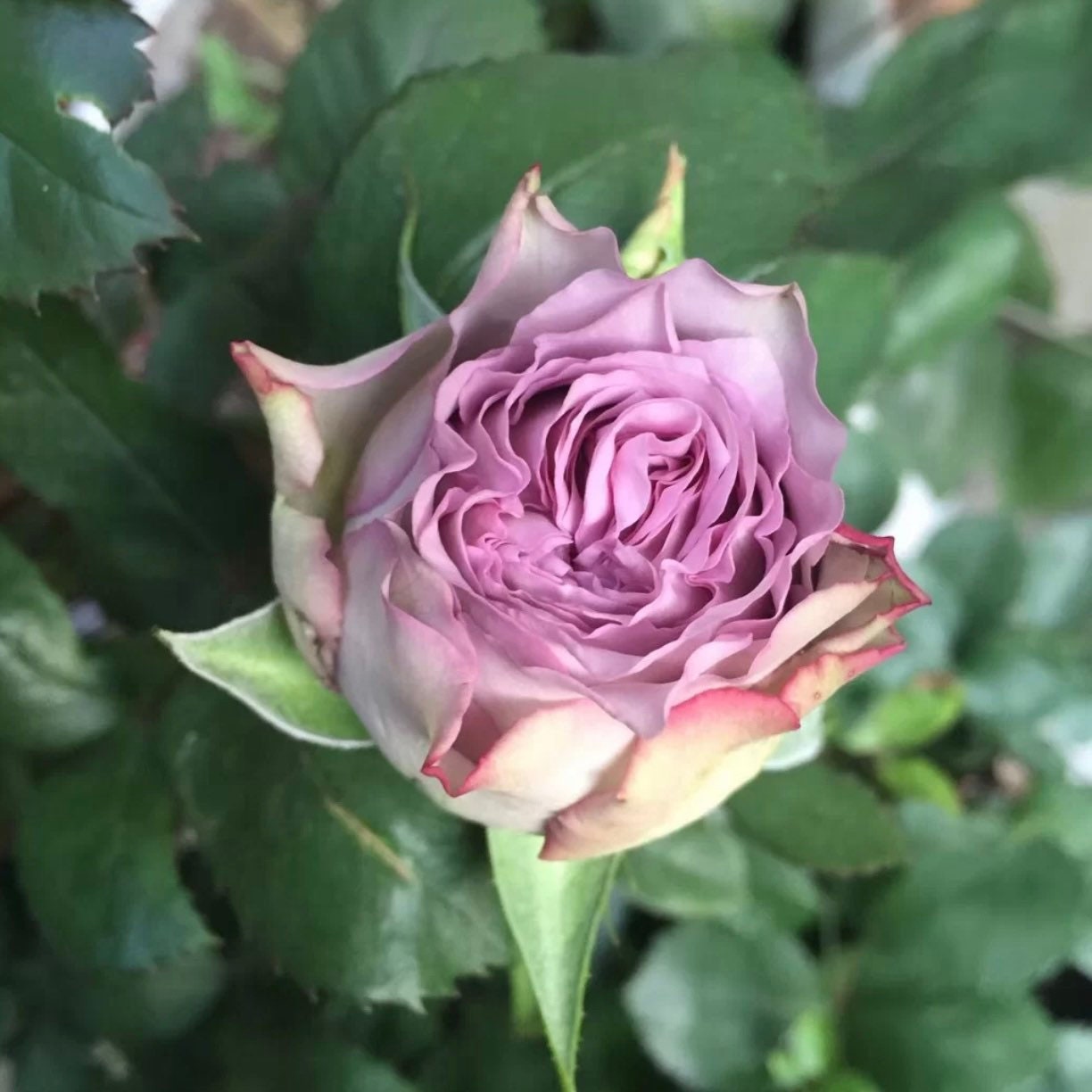 Blue Millfeuille Rose - Kate Roses