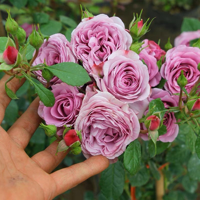 Mercury King Terrazza Rose - Kate Roses