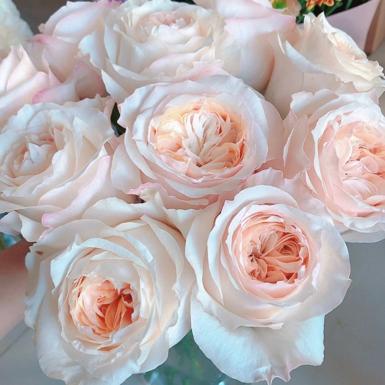 Victorian Peach Rose - Kate Roses