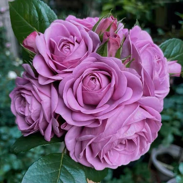 Mercury King Terrazza Rose - Kate Roses
