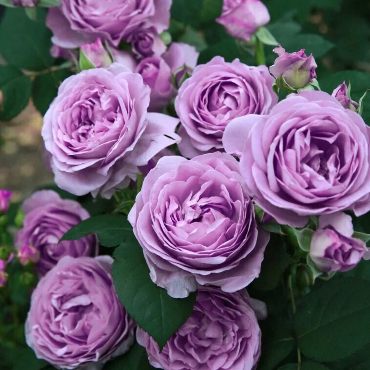 Mercury King Terrazza Rose - Kate Roses