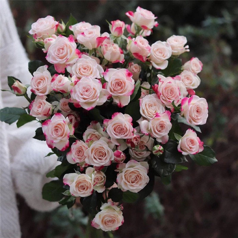 Reflex Rose - Kate Roses