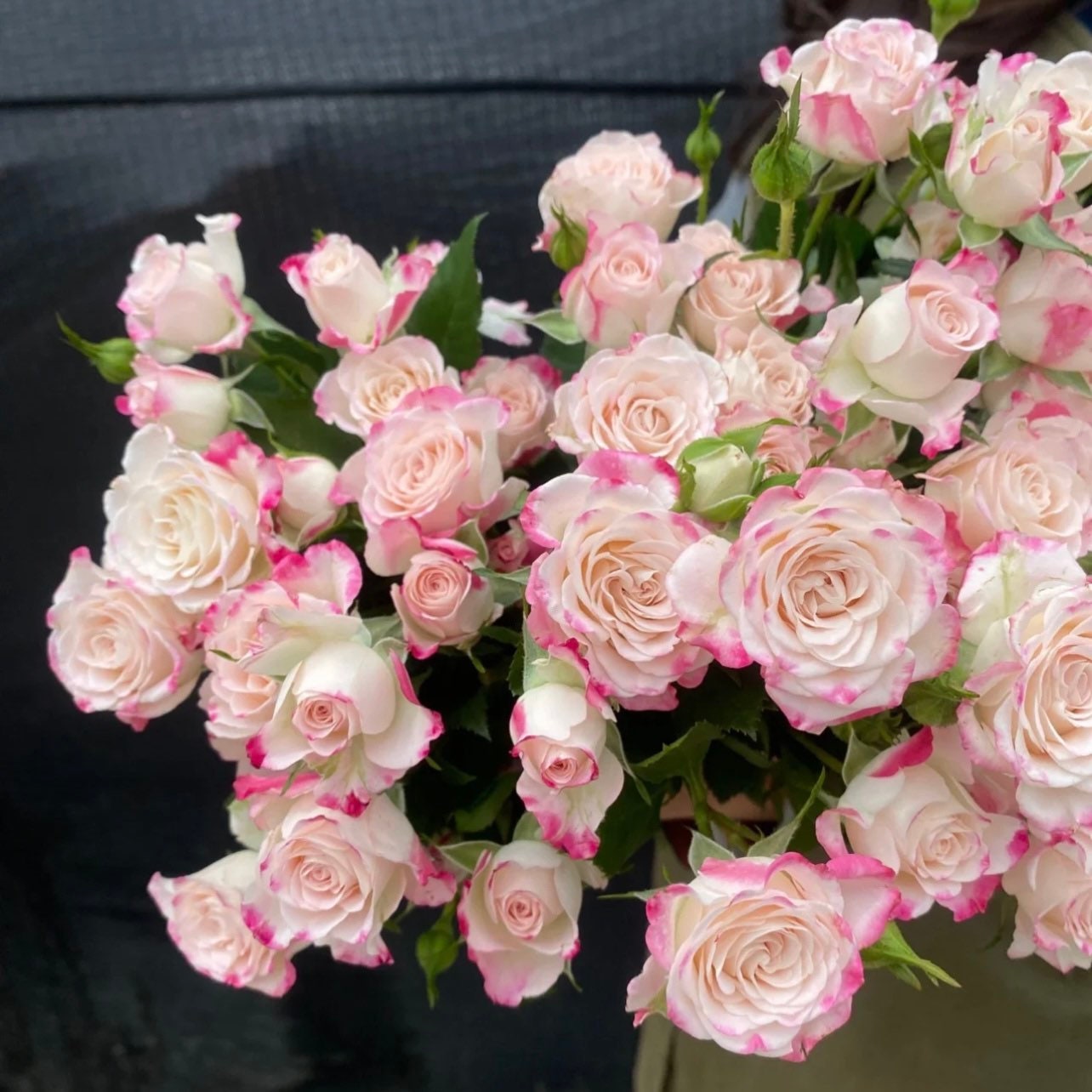 Reflex Rose - Kate Roses