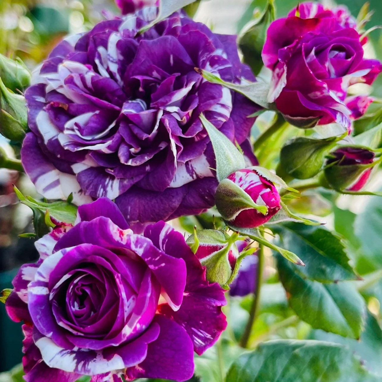 Scented Jewel Rose - Kate Roses