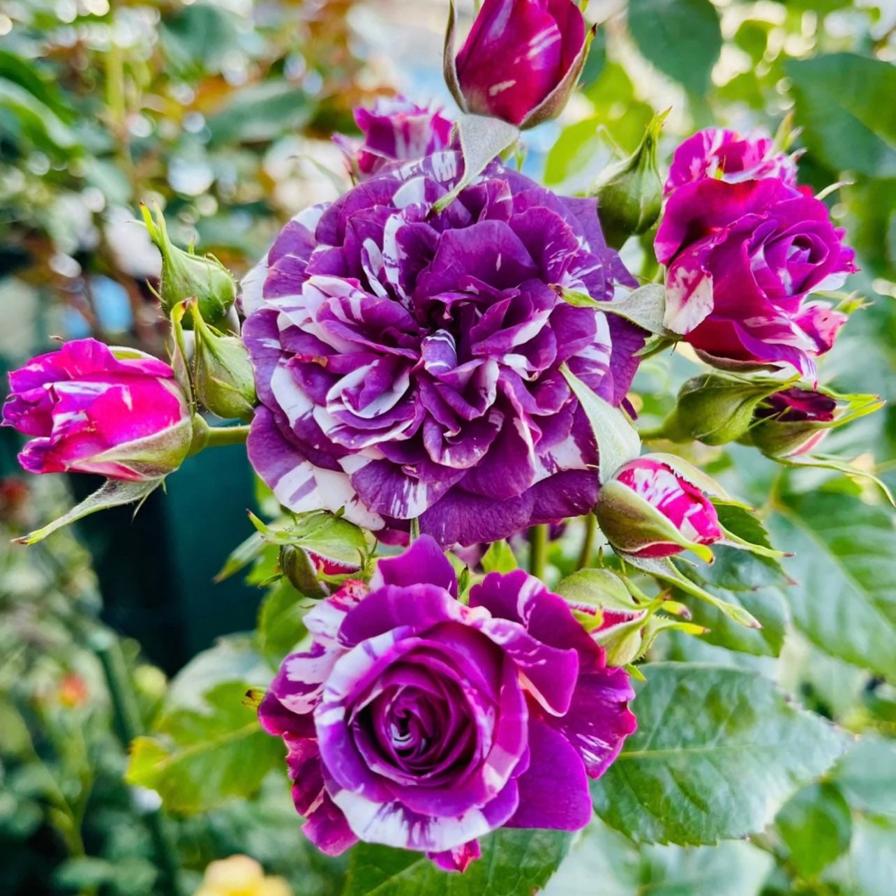 Scented Jewel Rose - Kate Roses