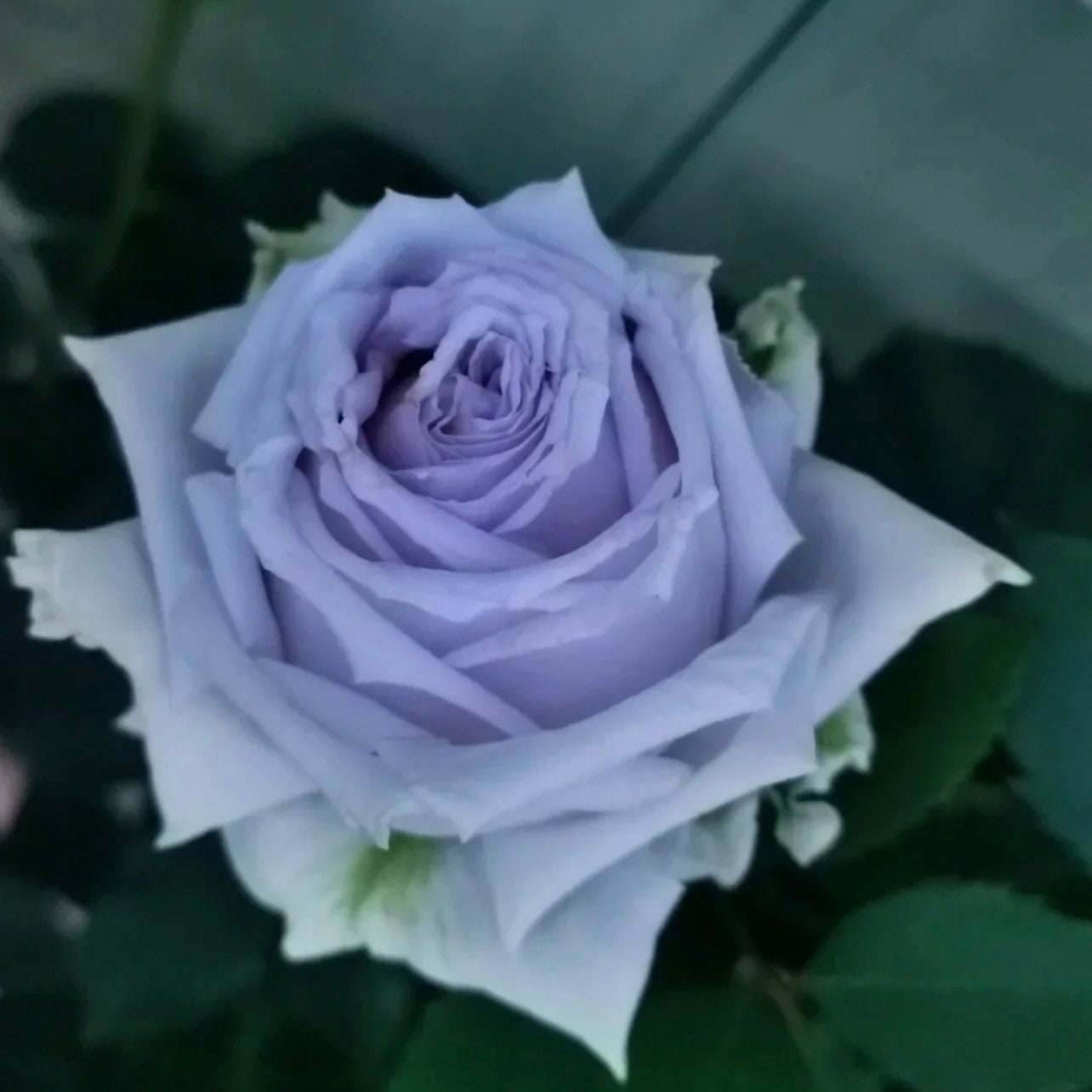 Blue Grawn rose blooming in garden, blue flowers standing out among greenery, elegant and rare rose variety.