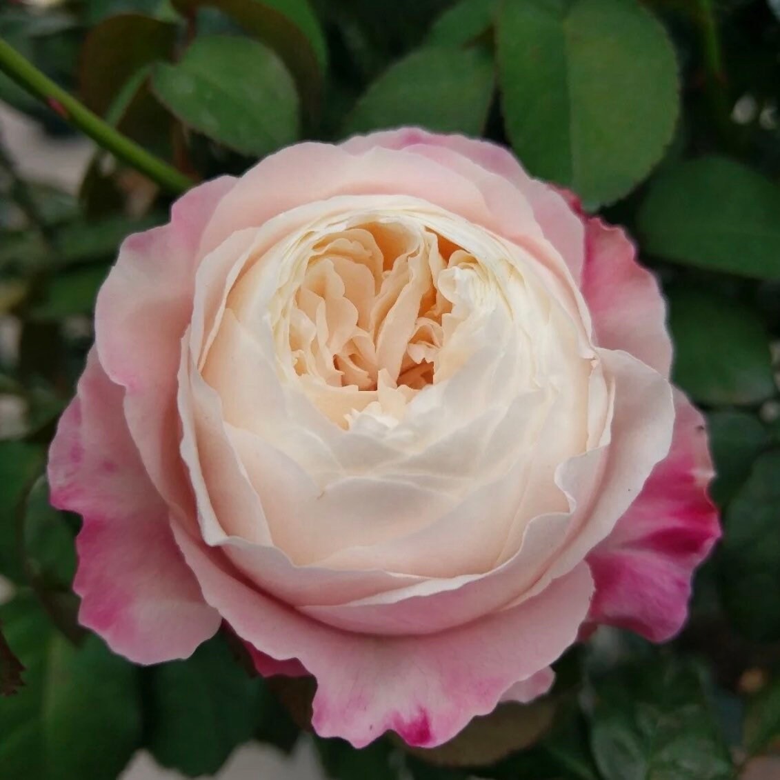 Tamaki Misora Rose - Kate Roses