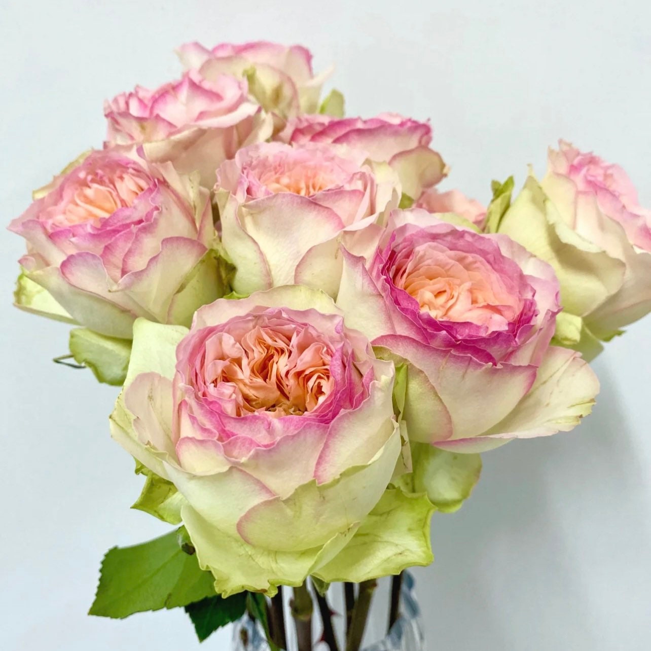 Princess Butterfly Rose - Kate Roses
