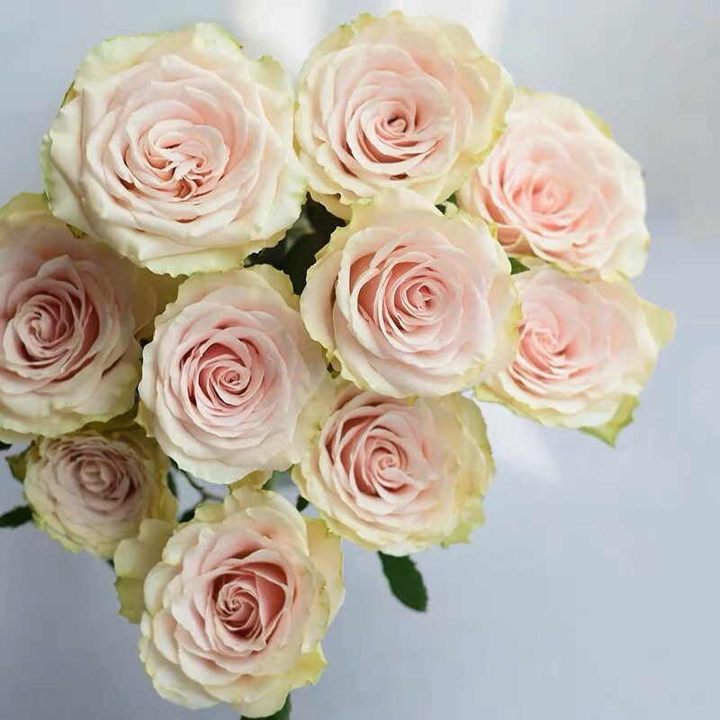 Pompeii Rose - Kate Roses